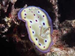 Image of Purple spot skirt lifter slug