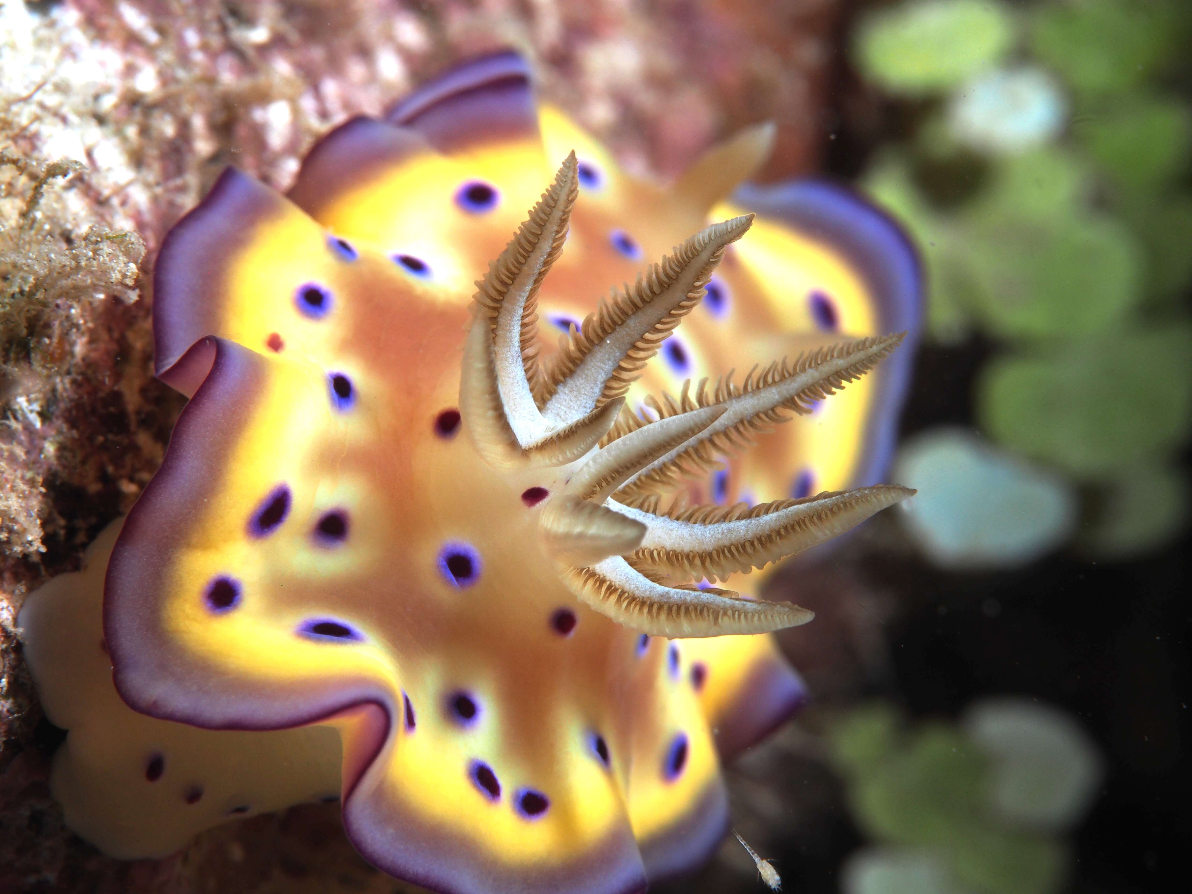 Image of Purple spot skirt lifter slug