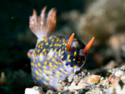 Image of Red gilled yellow spotted green slug