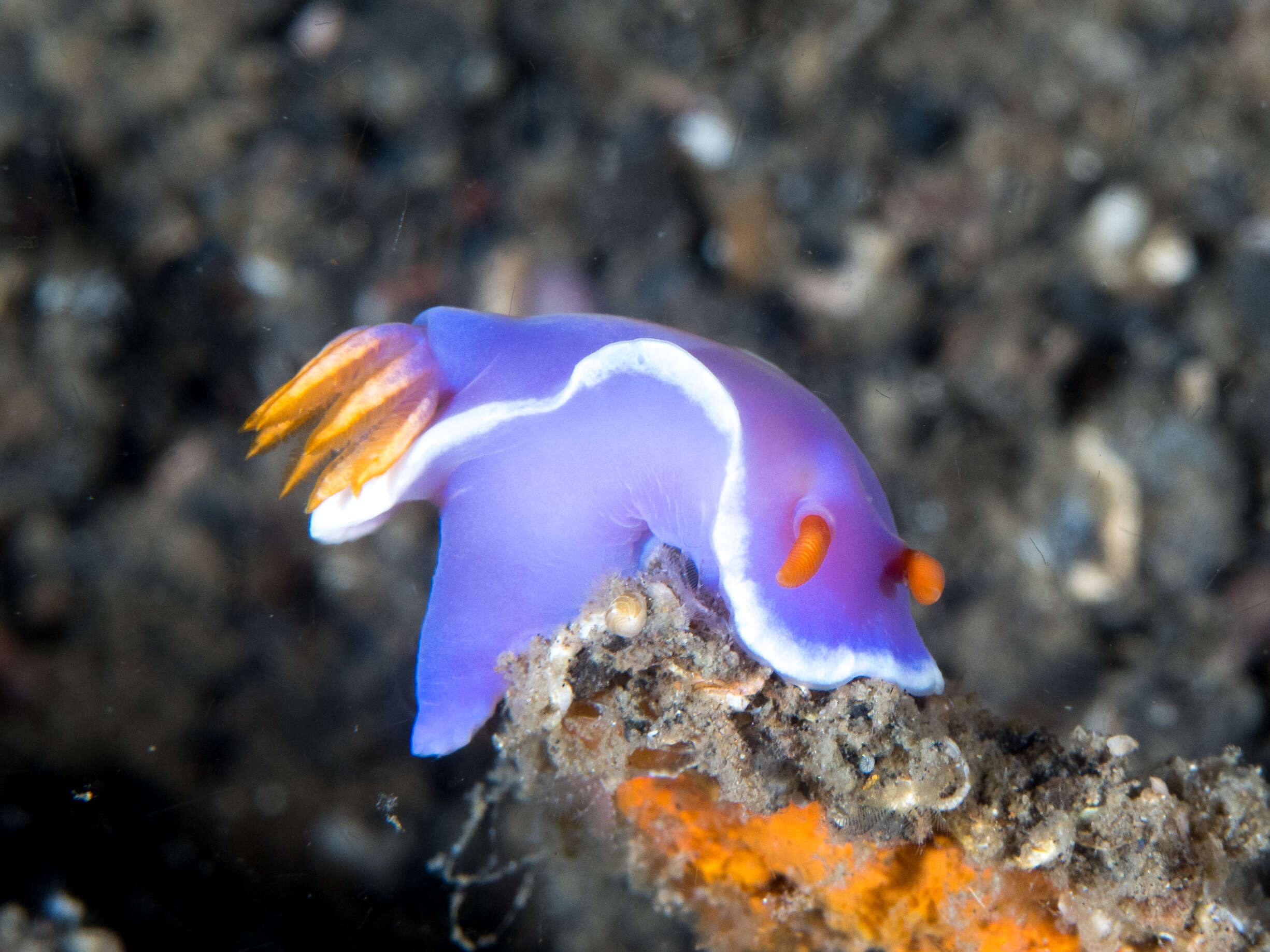 Image of Hypselodoris variobranchia Gosliner & R. F. Johnson 2018