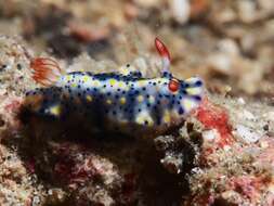 Image of Red gilled yellow spotted green slug