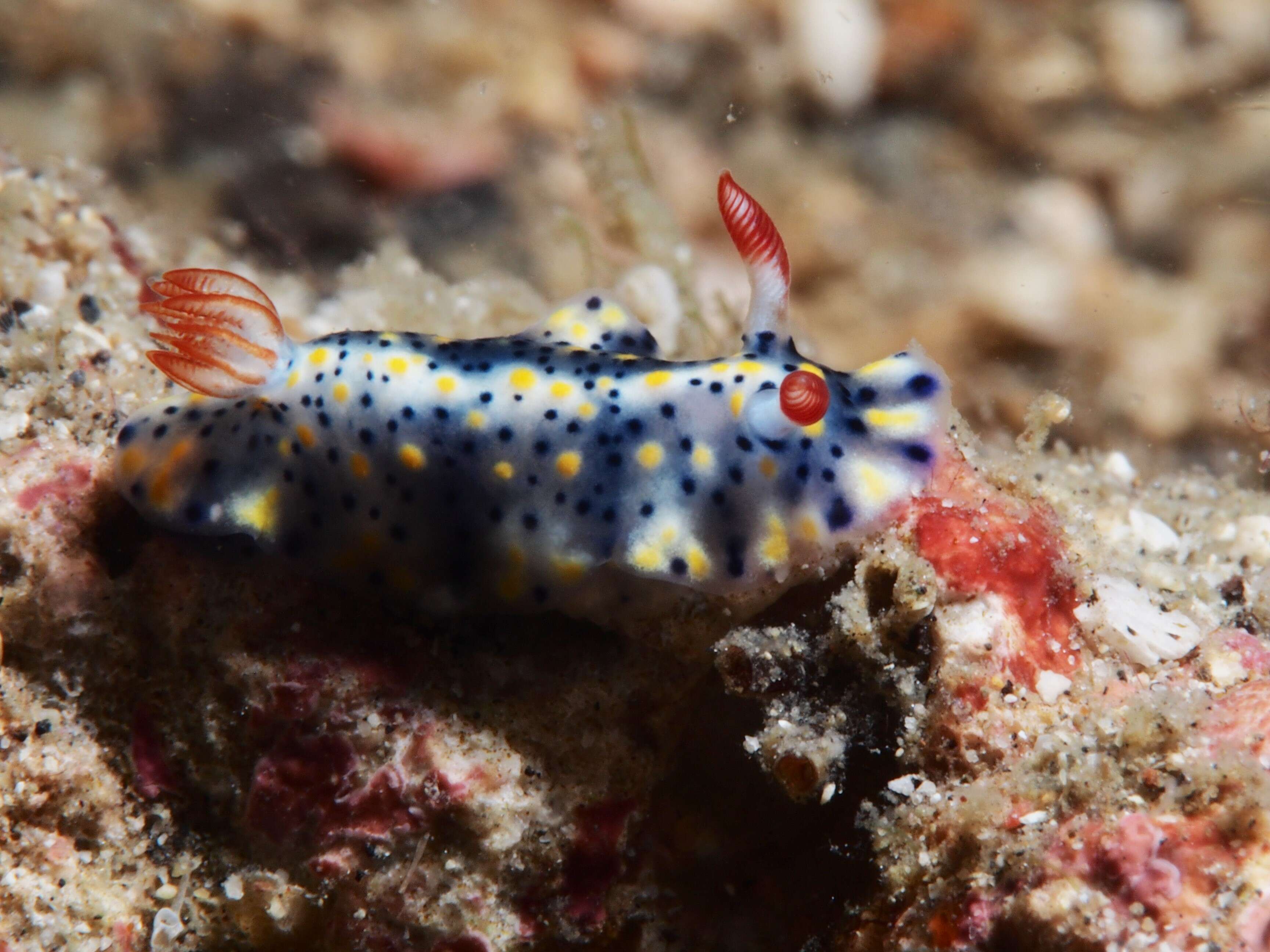 Image of Red gilled yellow spotted green slug