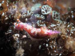 Image of Hypselodoris maculosa (Pease 1871)