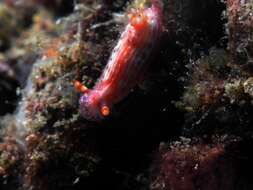 Image of Hypselodoris maculosa (Pease 1871)