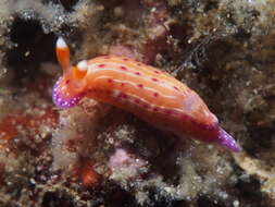 Image of Hypselodoris maculosa (Pease 1871)