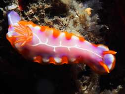 صورة Hypselodoris iacula Gosliner & R. F. Johnson 1999