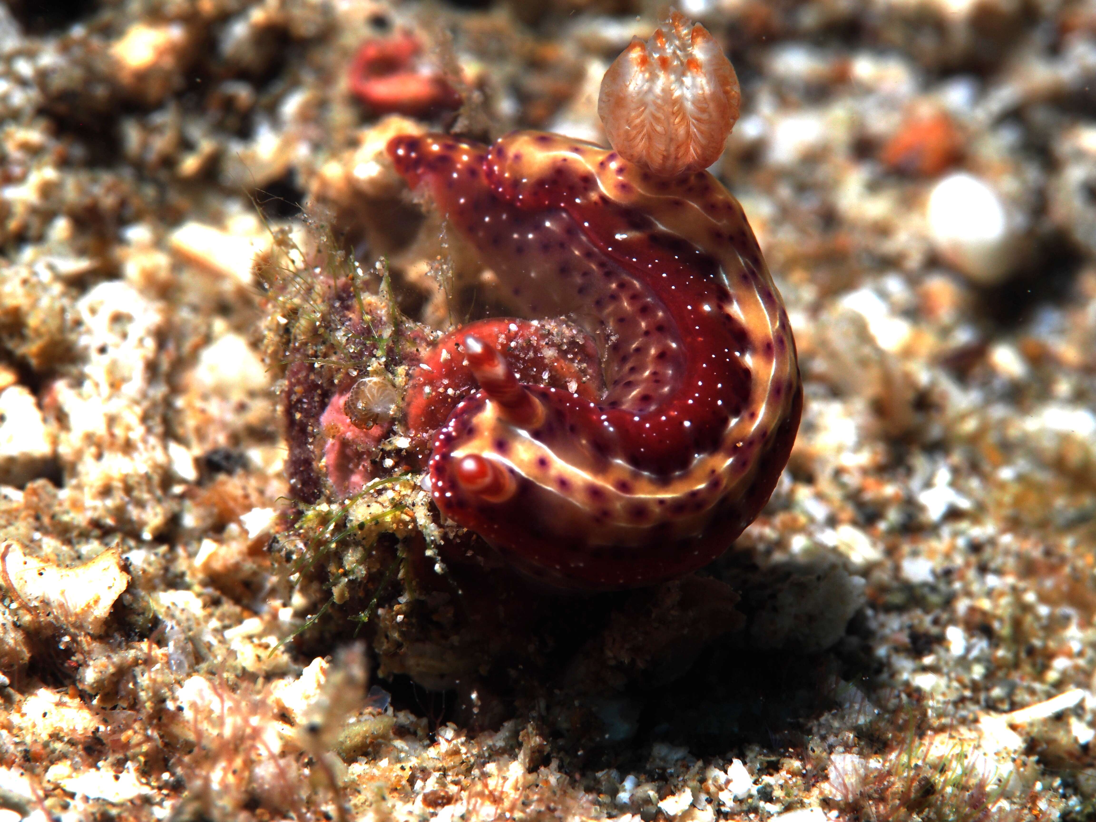 Image of Hypselodoris maculosa (Pease 1871)