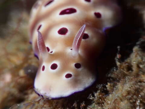 Image of Leopard head flapper slug