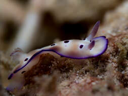 Image of Leopard head flapper slug