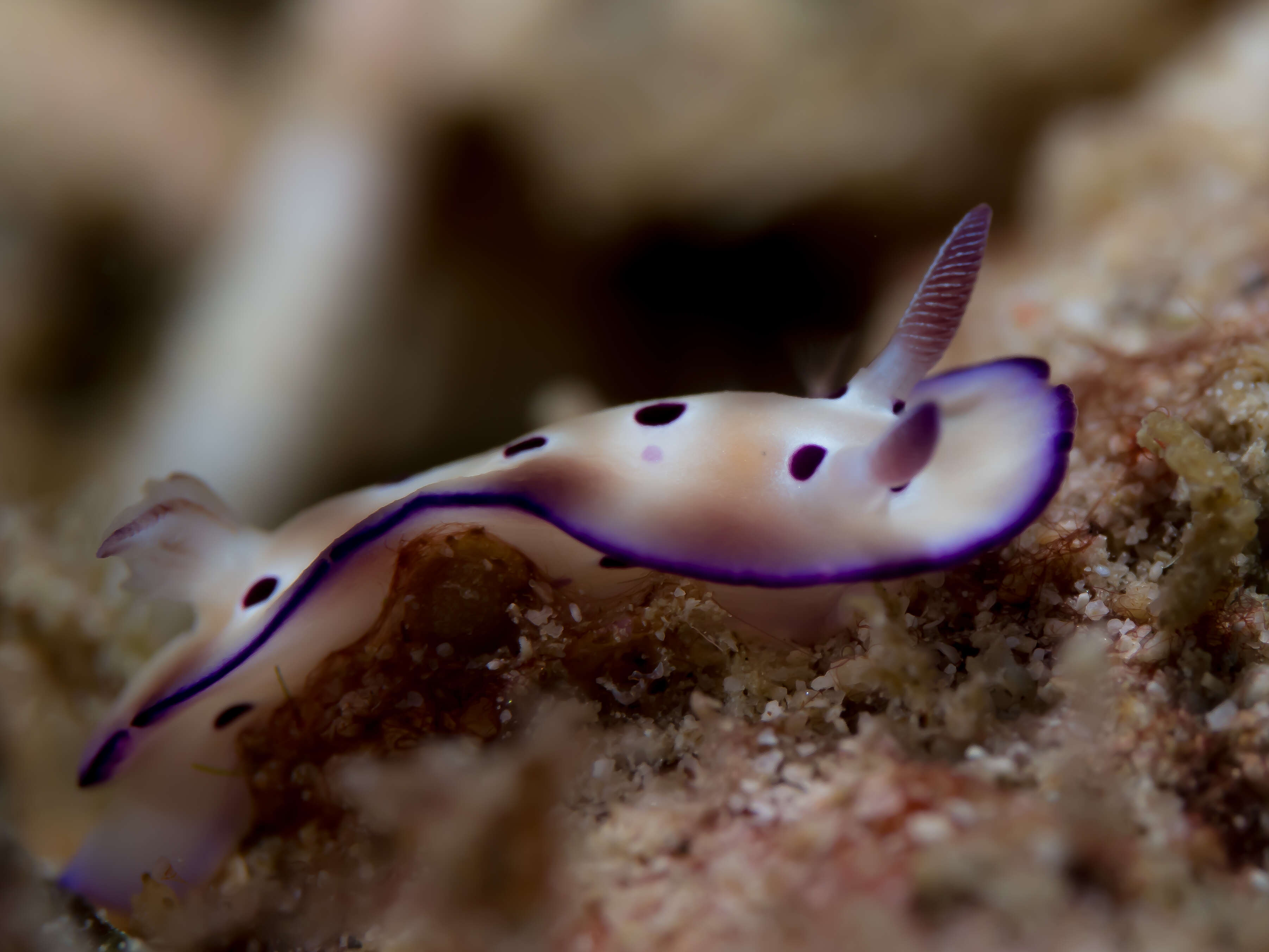 Image of Leopard head flapper slug