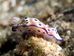 Image of Leopard head flapper slug