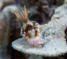 Image of Hypselodoris reidi Gosliner & R. F. Johnson 1999