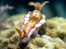 Image of Hypselodoris krakatoa Gosliner & R. F. Johnson 1999