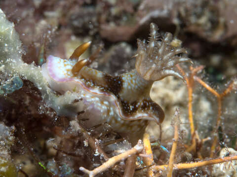 Image of Hypselodoris reidi Gosliner & R. F. Johnson 1999