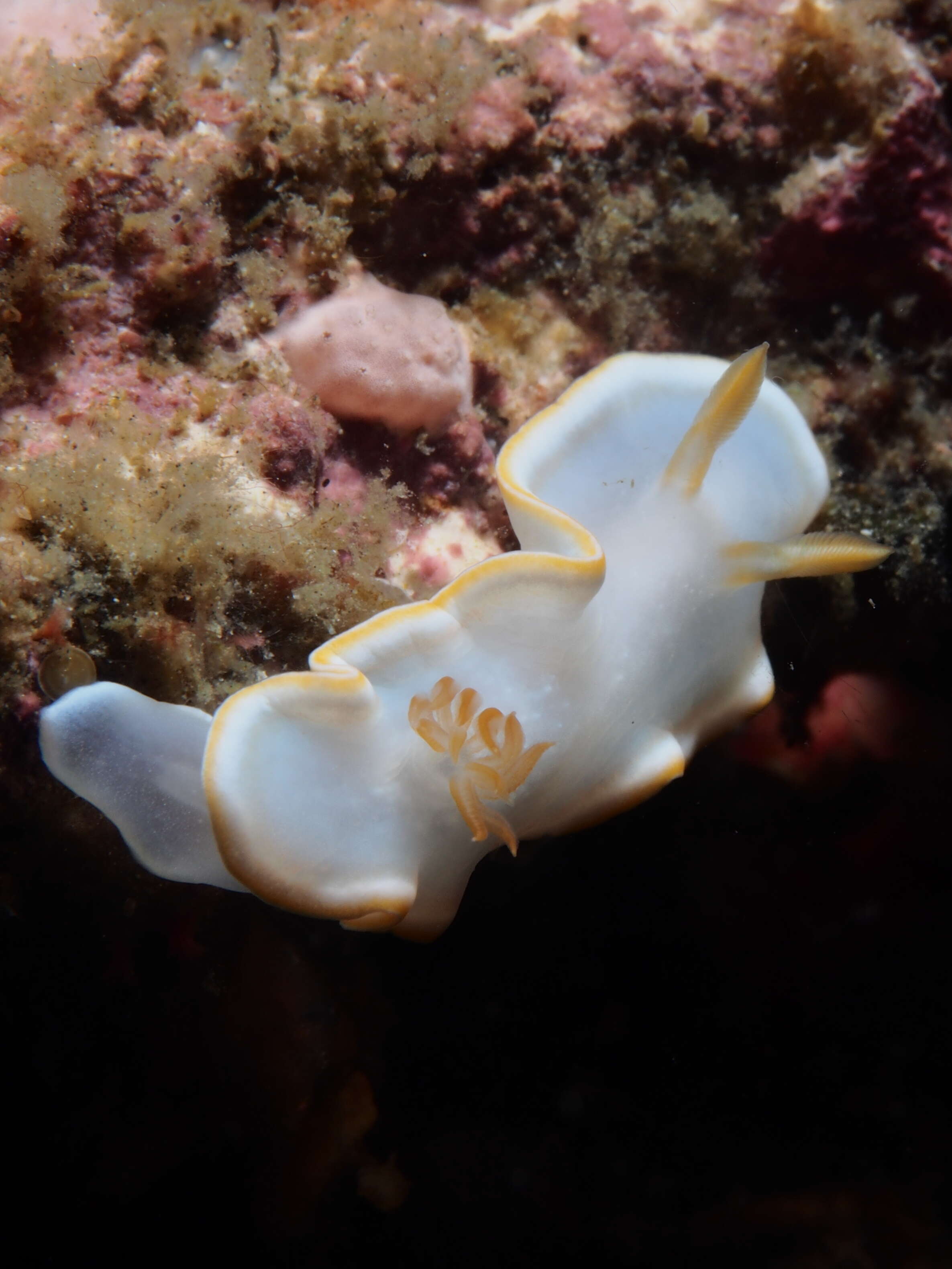 Image of Yellow edge white head flapper slug