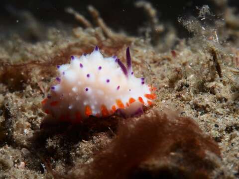 Image of Purple tipped multi-pustuled slug