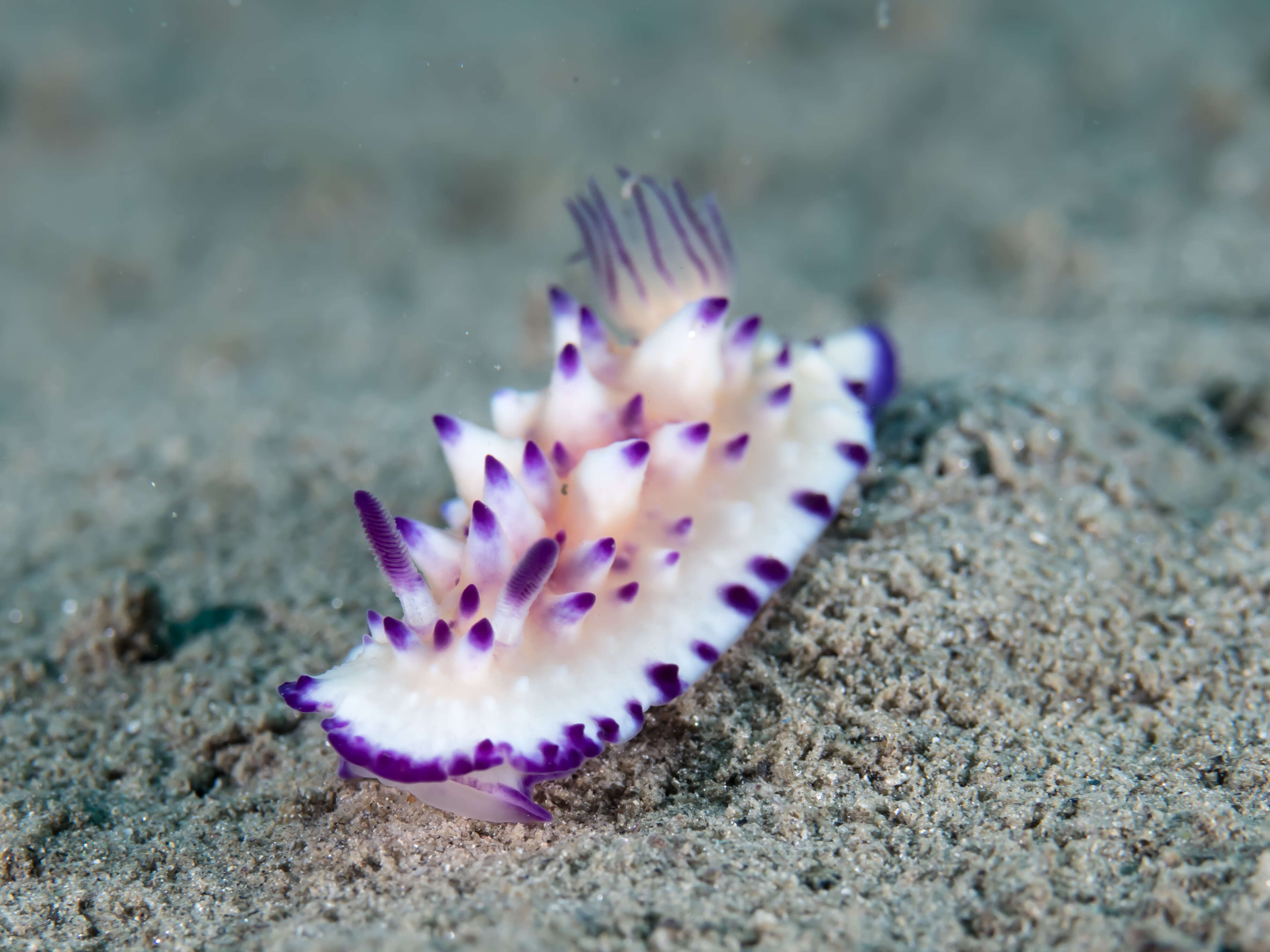 Image of Purple tipped multi-pustuled slug