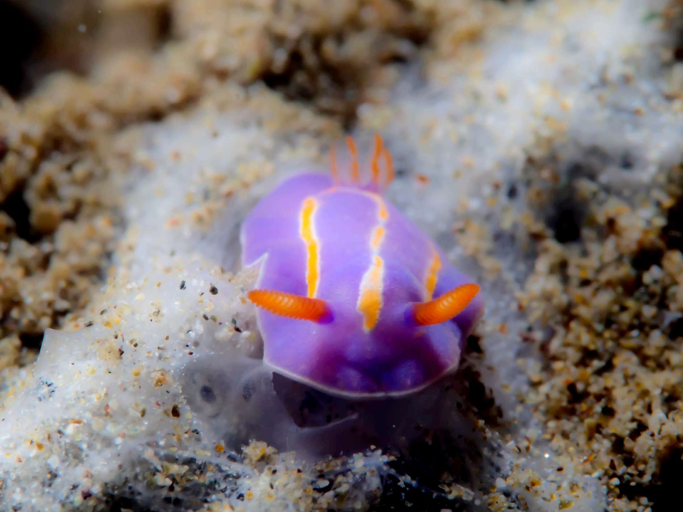 Image of Mexichromis trilineata (A. Adams & Reeve 1850)