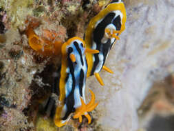 Image of Chromodoris strigata Rudman 1982