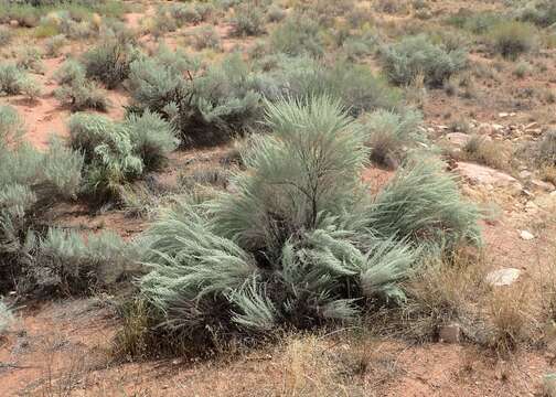 Image of sand sagebrush