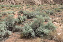 Artemisia filifolia Torr. resmi