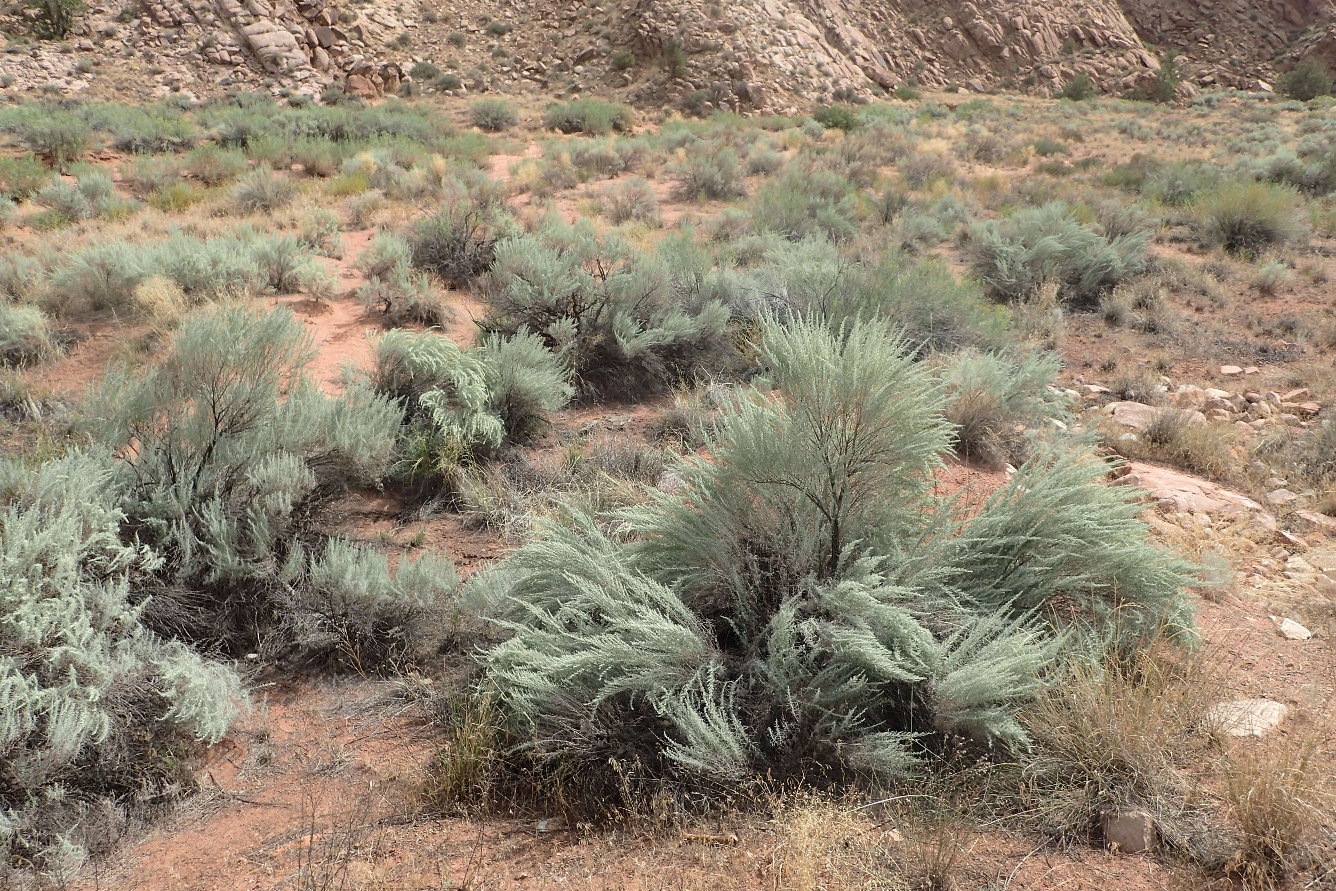 Artemisia filifolia Torr. resmi