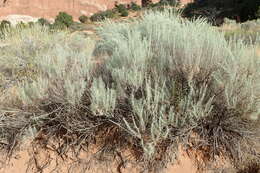 Artemisia filifolia Torr. resmi