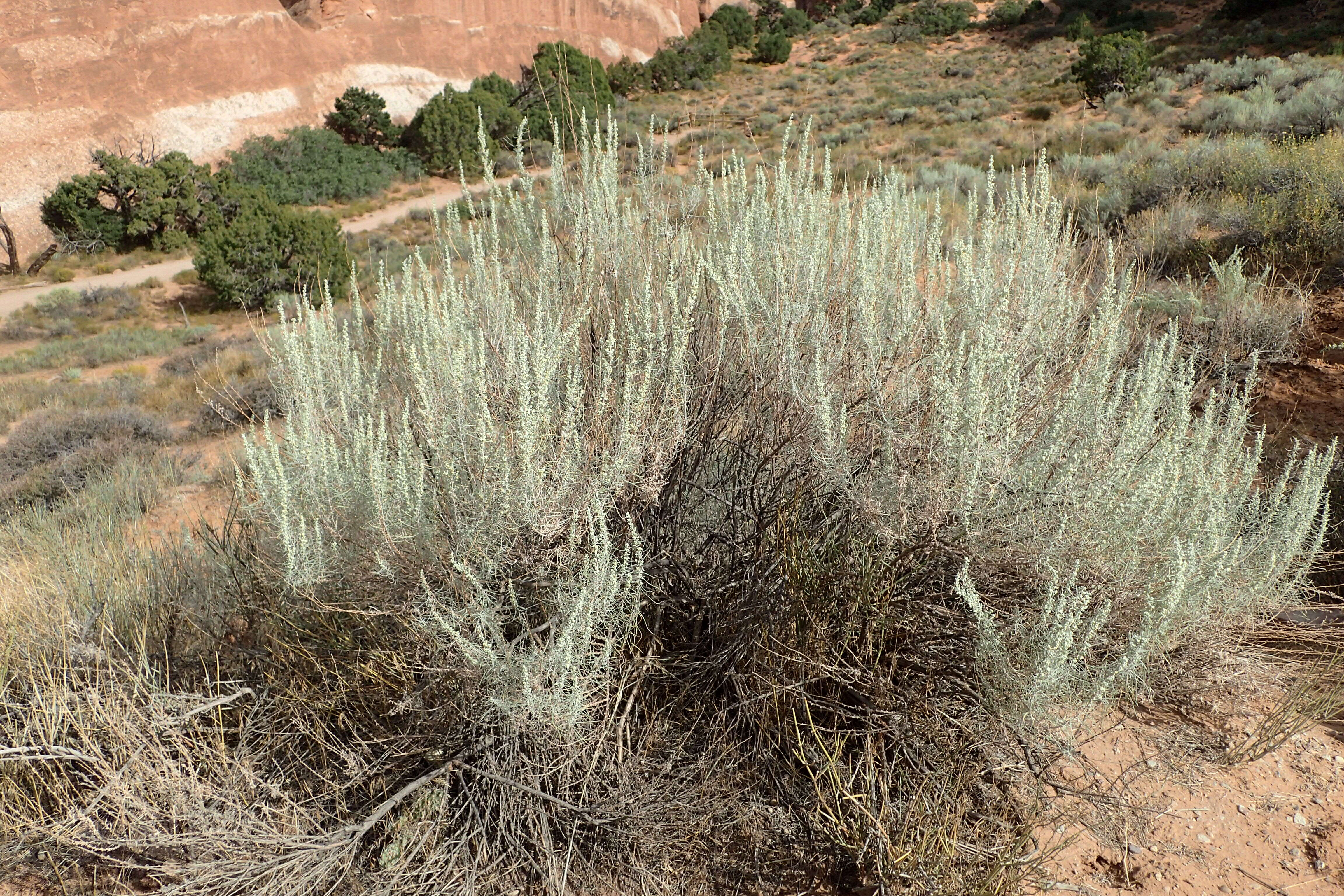 Artemisia filifolia Torr. resmi