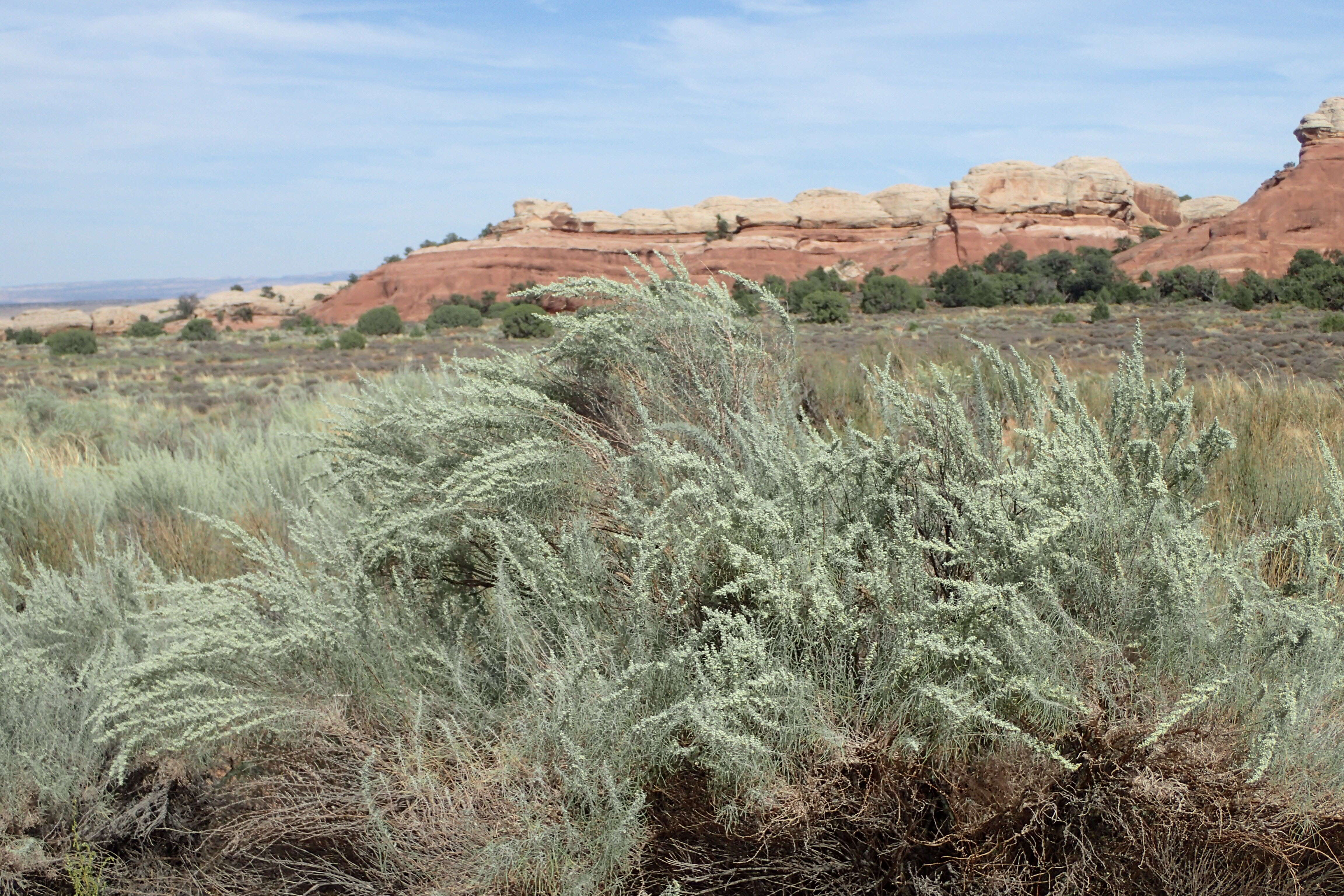 Artemisia filifolia Torr. resmi