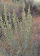 Artemisia filifolia Torr. resmi