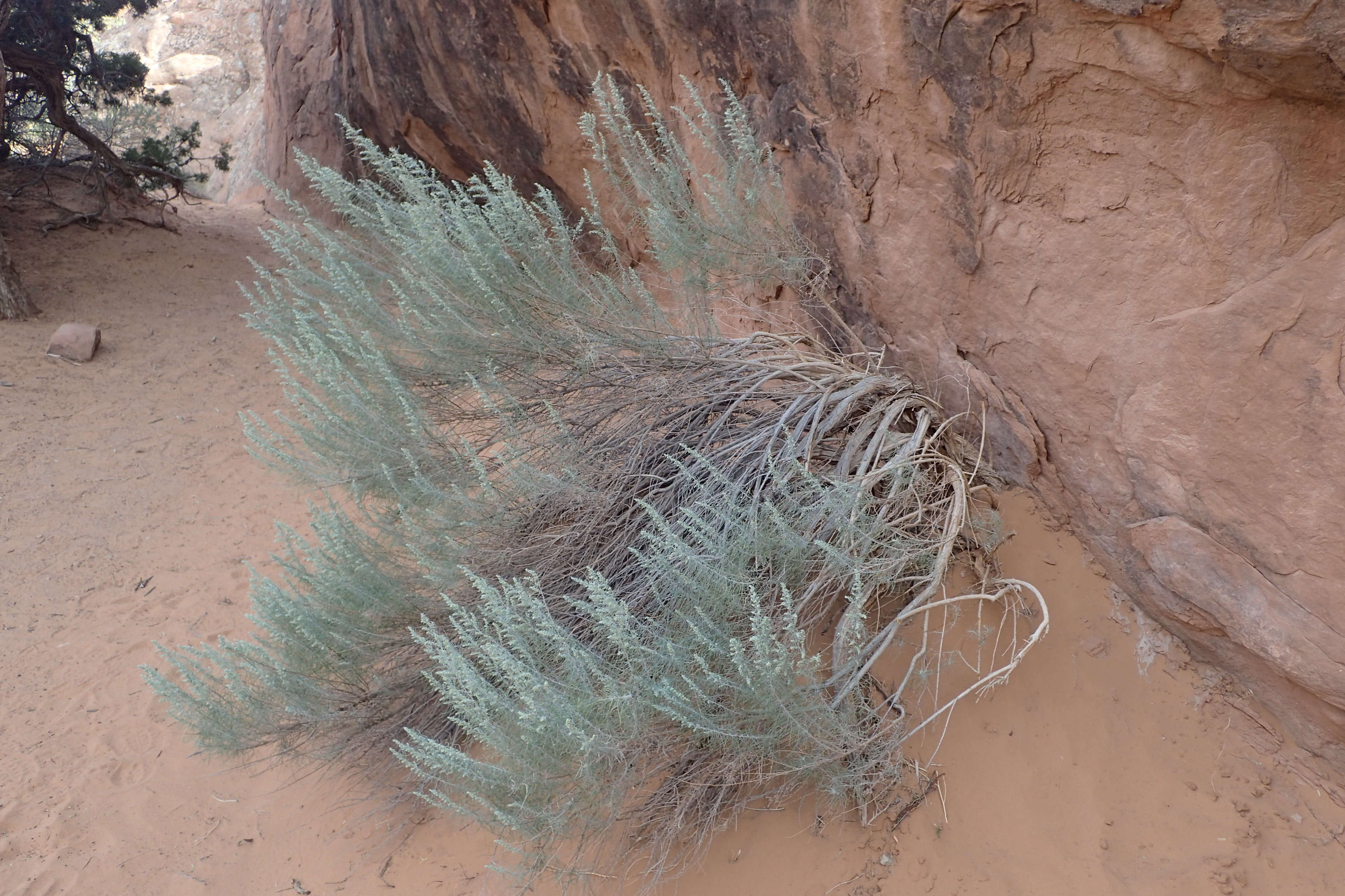 Artemisia filifolia Torr. resmi