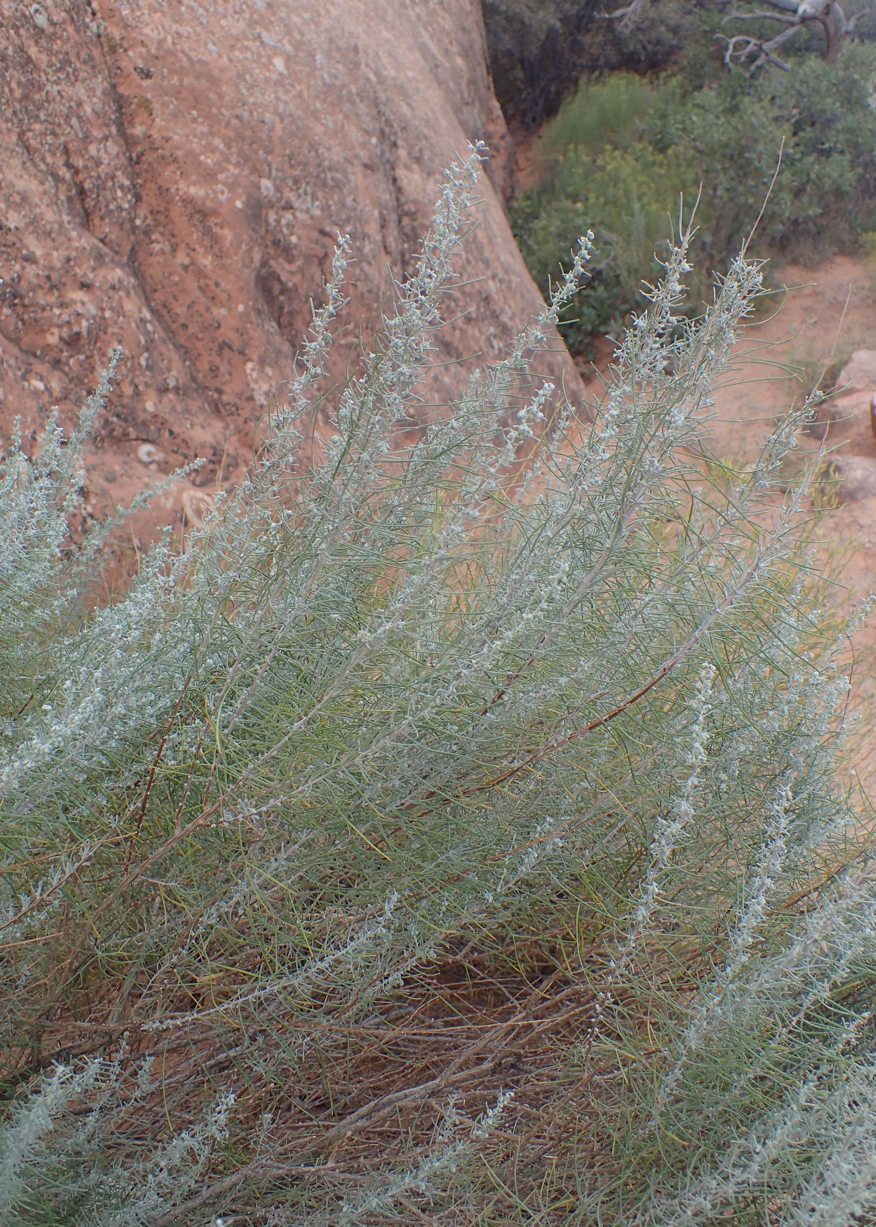 Artemisia filifolia Torr. resmi