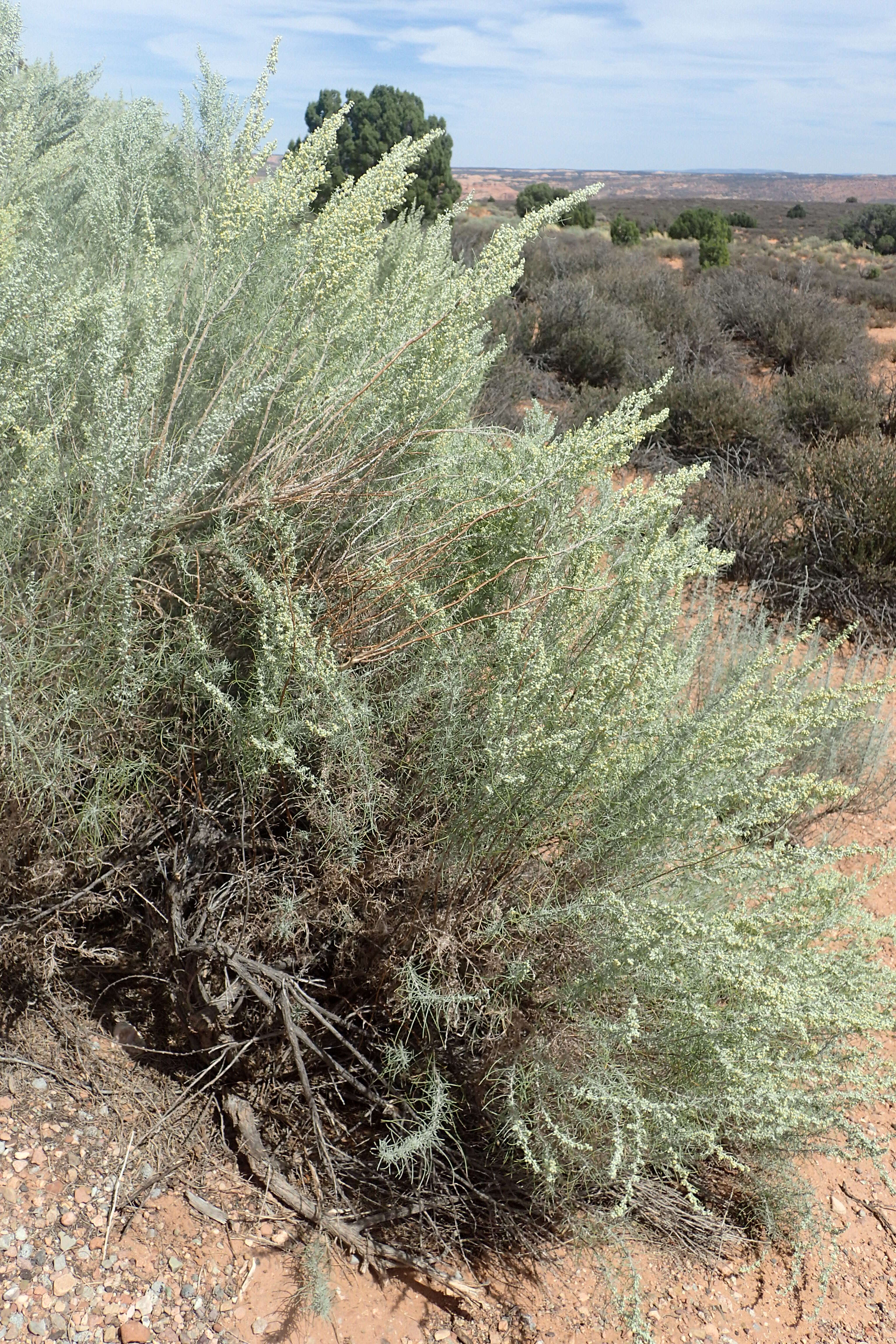 Artemisia filifolia Torr. resmi