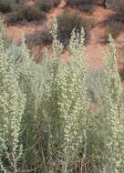 Artemisia filifolia Torr. resmi