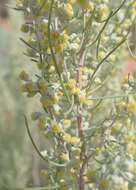 Artemisia filifolia Torr. resmi