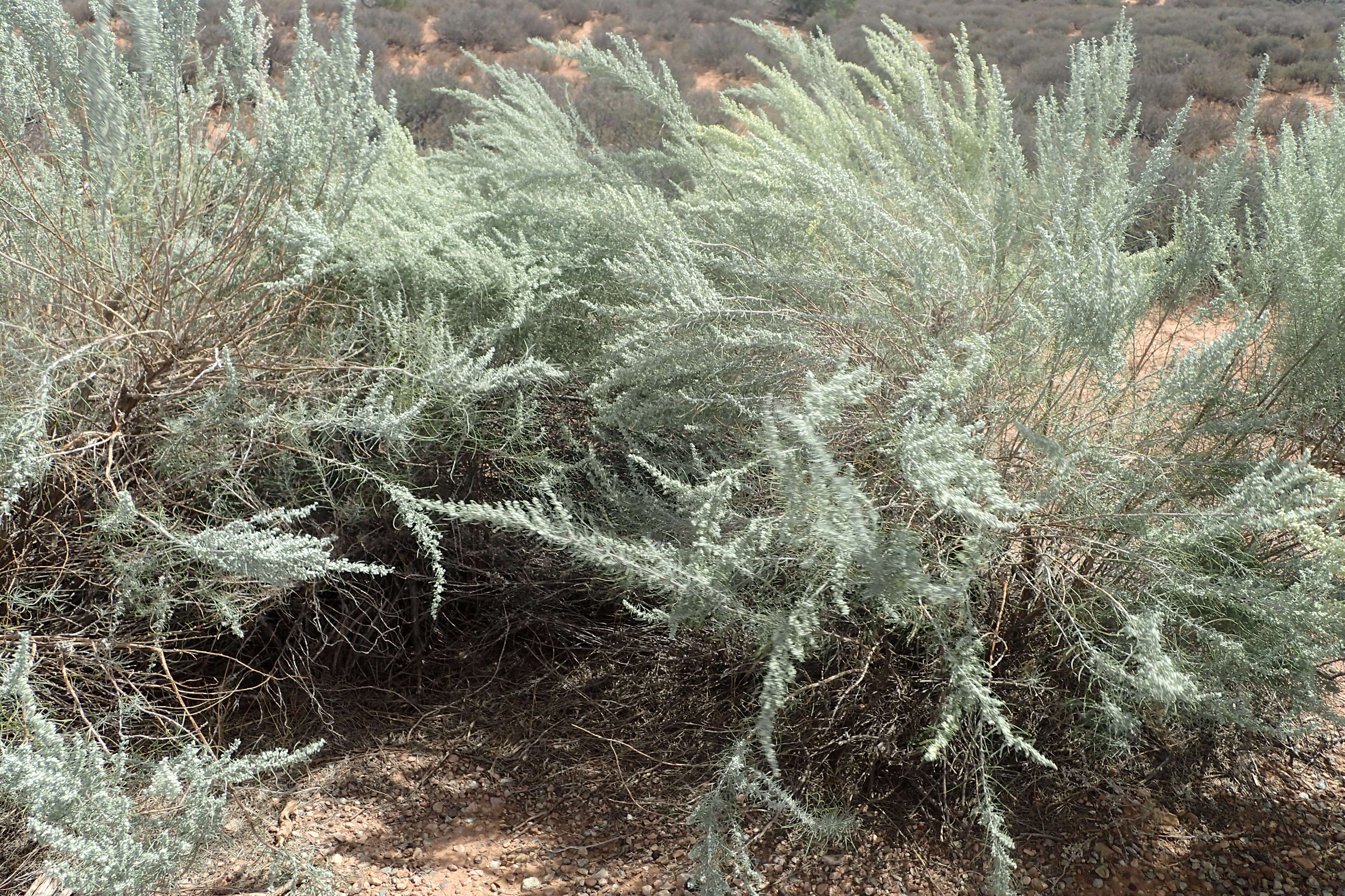 Artemisia filifolia Torr. resmi