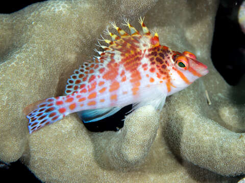 Image of Coral Hawkfish