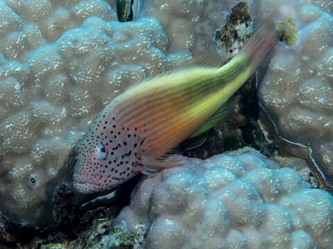 Image of Blackside Hawkfish