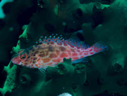 Image of Coral Hawkfish