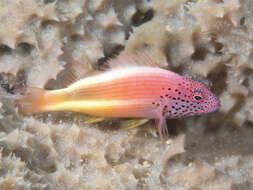 Image of Blackside Hawkfish