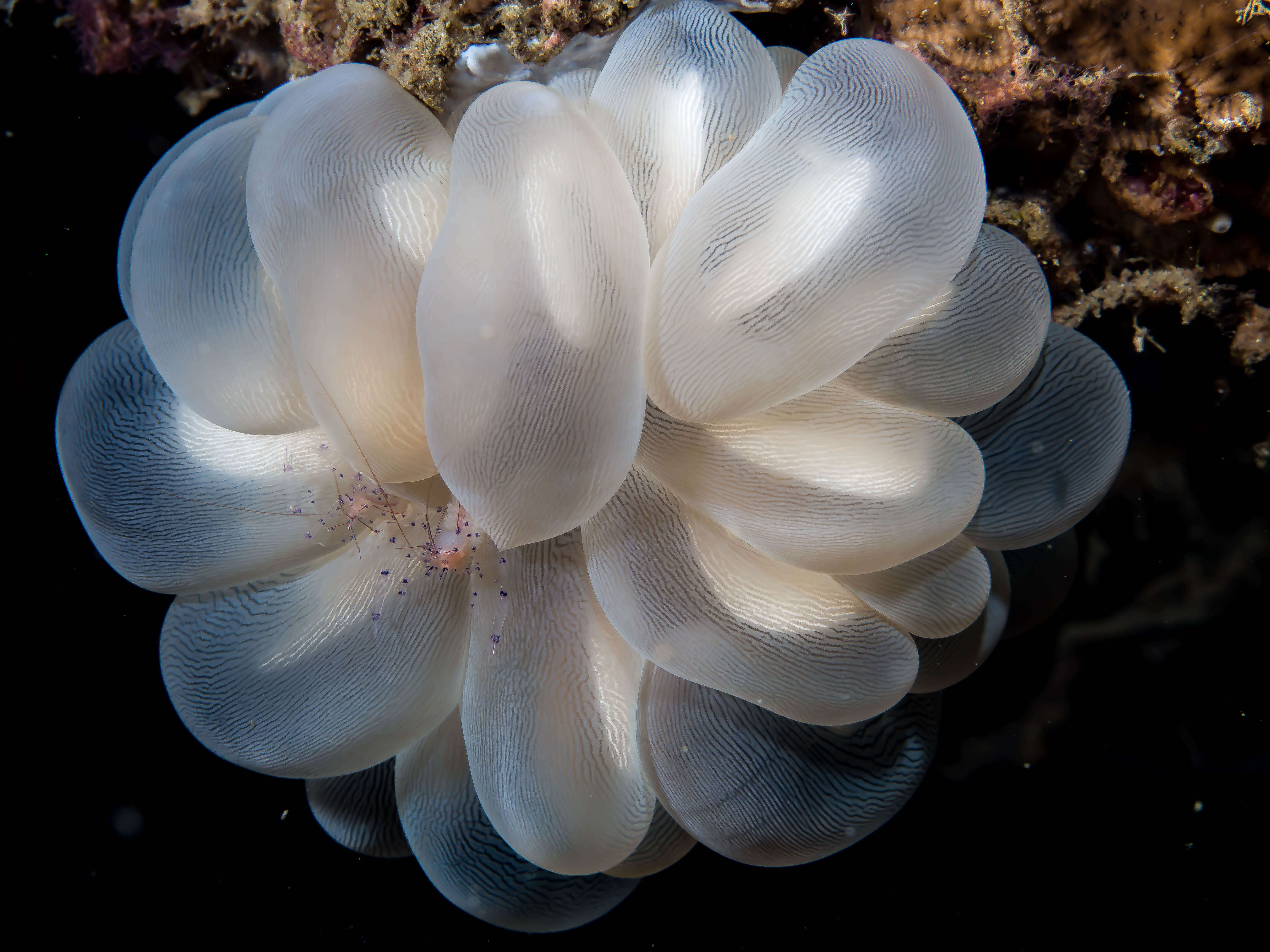 Image of Bubble coral shrimp