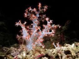 Image of Twotone soft coral