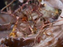 Image of Decorator spider crab