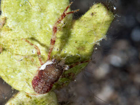 Image of red stripe squat lobster