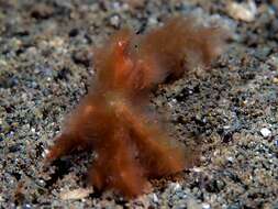 Image of Orangutang crab