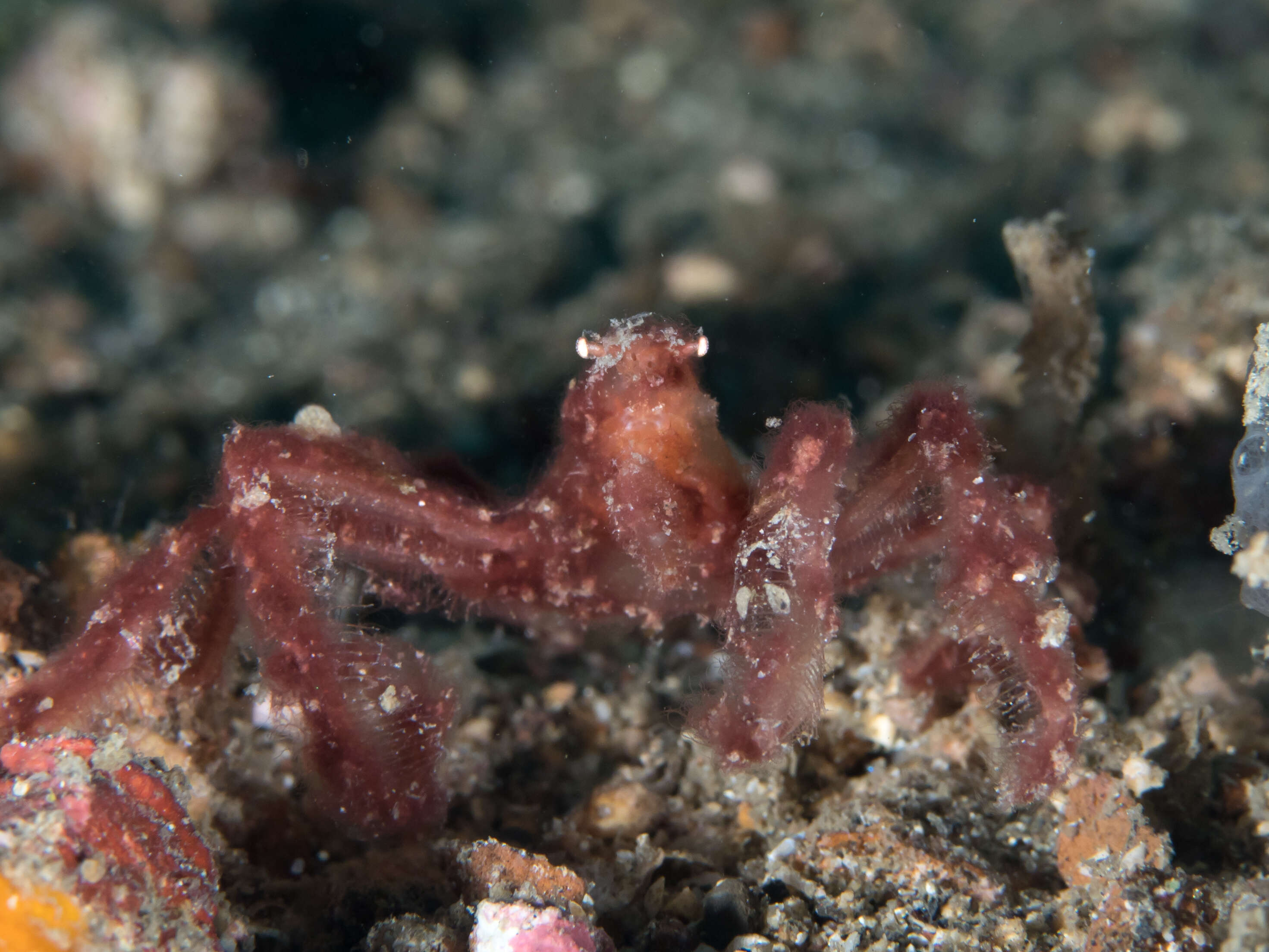 Image of Orangutang crab