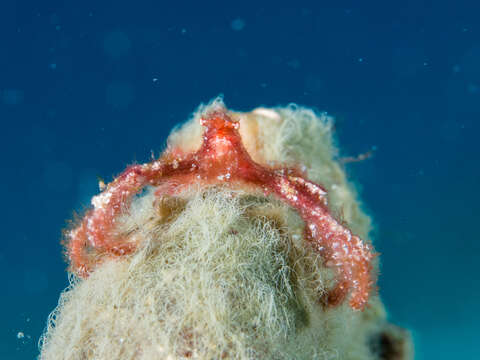 Image of Orangutang crab