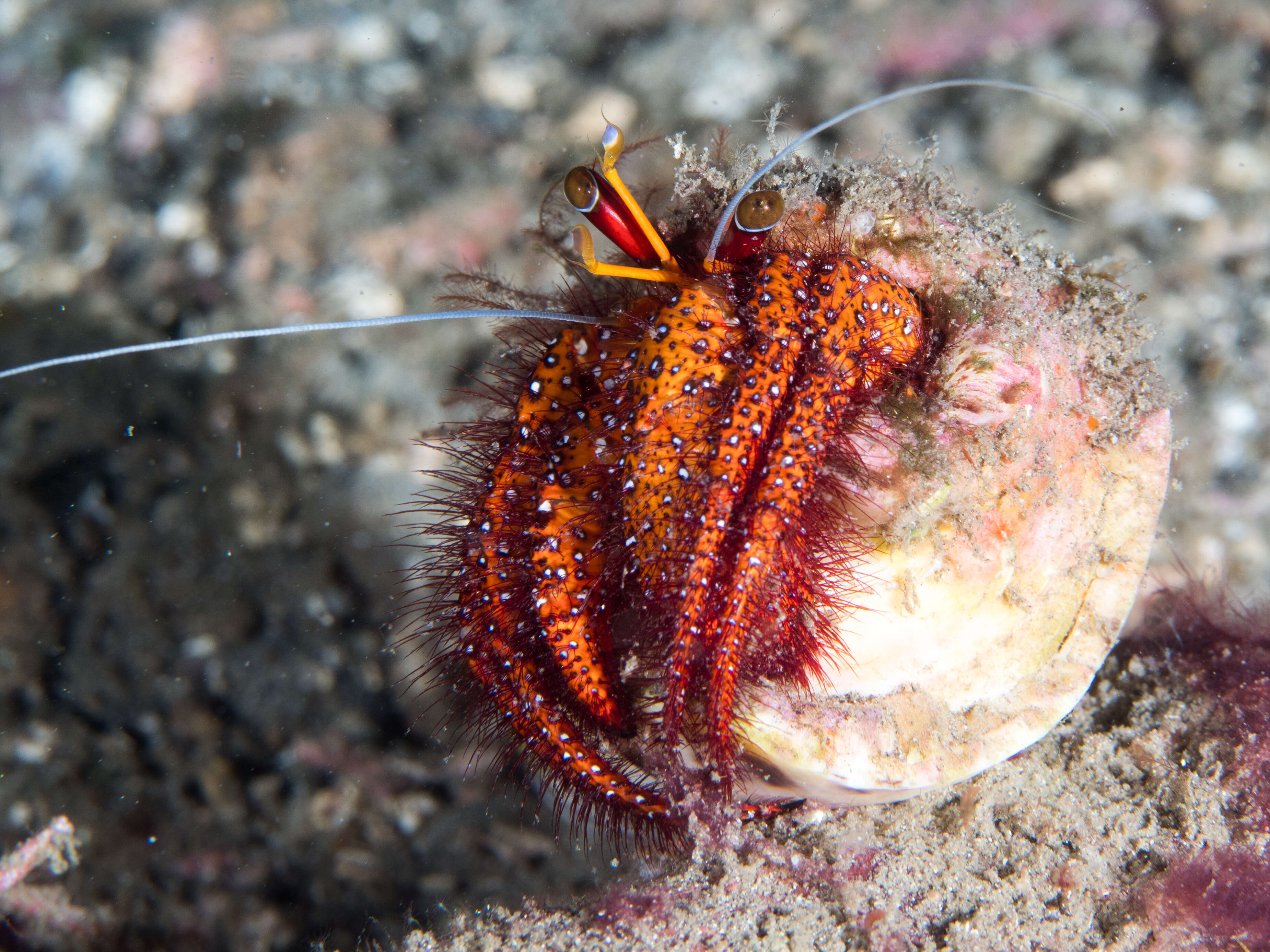 Image of Giant orange hermit crab