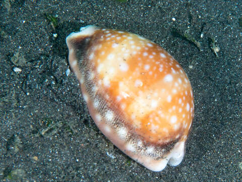 صورة Lyncina vitellus (Linnaeus 1758)