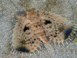 Image of Oriental flying gurnard